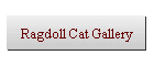 Ragdoll Cat Gallery