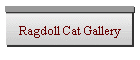 Ragdoll Cat Gallery