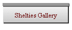Shelties Gallery
