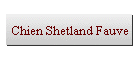 Chien Shetland Fauve