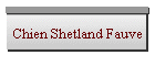 Chien Shetland Fauve